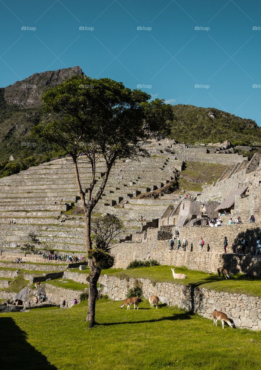 Machu Picchu tree