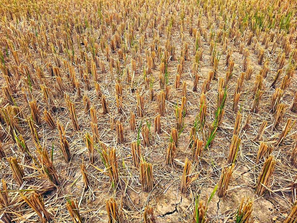 rice fields that have been harvested