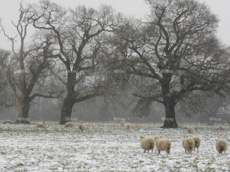 Sheep In The Snow