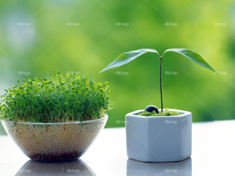 Ростки, зеленые, тарелка, зелень, свежесть, весна 