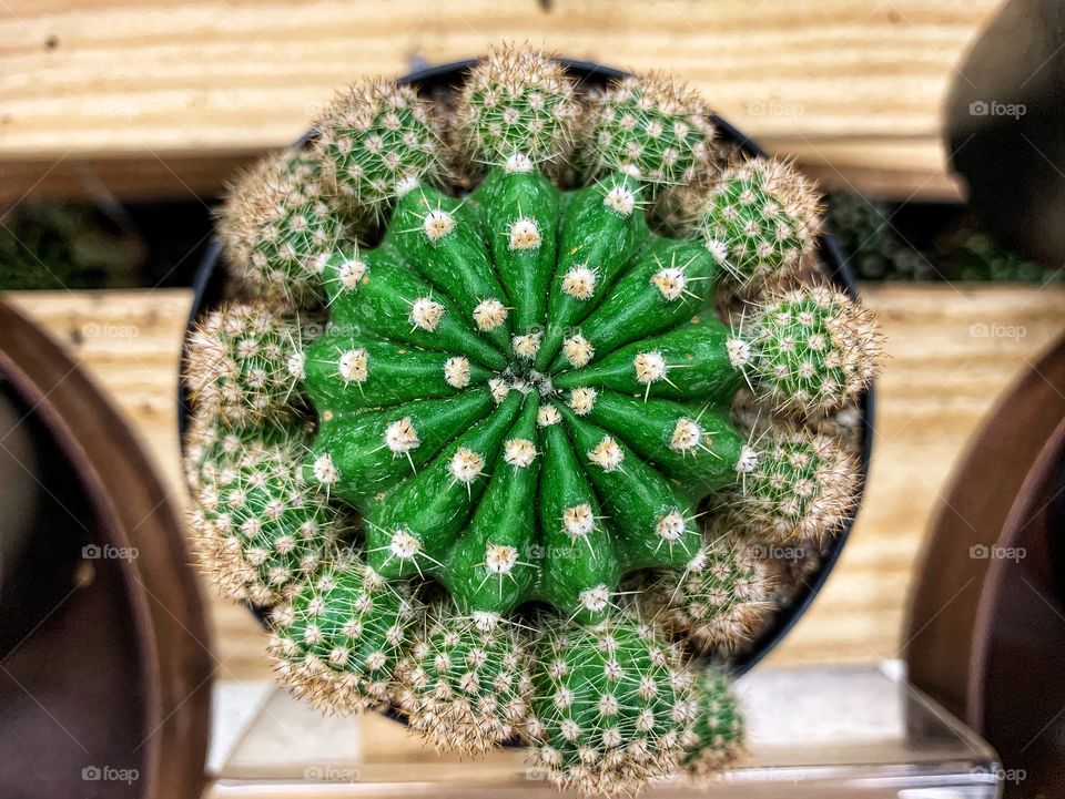 One of the most amazing shape in nature is a 3D and spheres as shown on this magnificent cactus