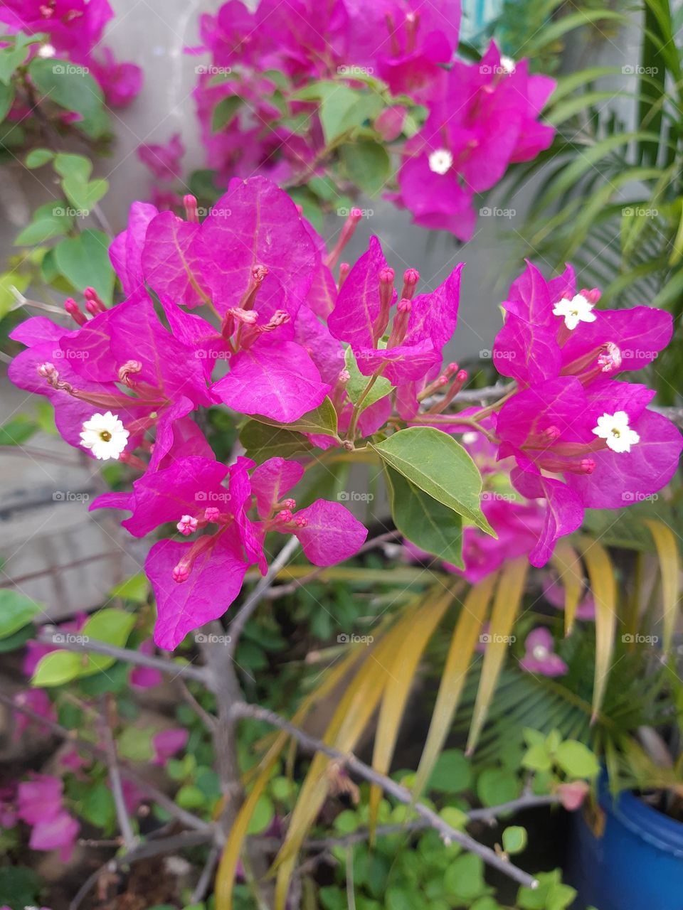 The pink colour of bougainvillea flower in the garden
