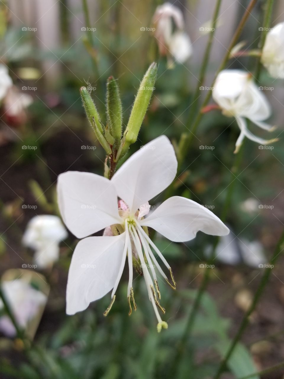 White butterfly flower