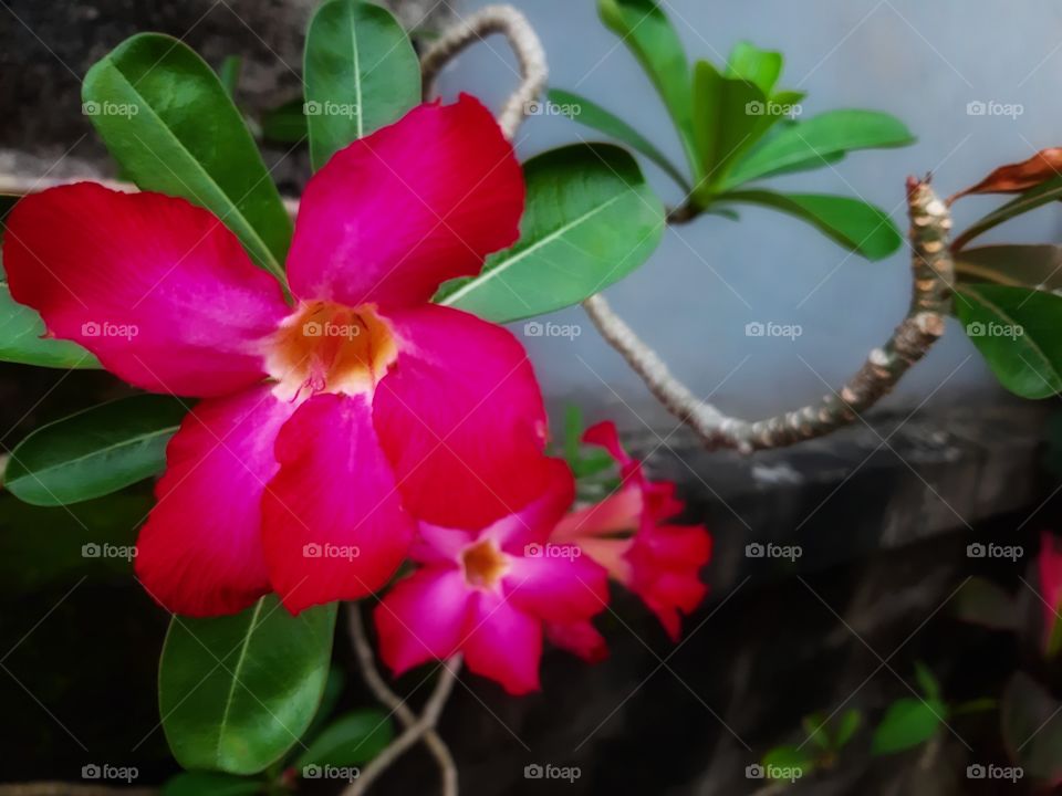 Some pink Japanese fringani flowers in bloom.