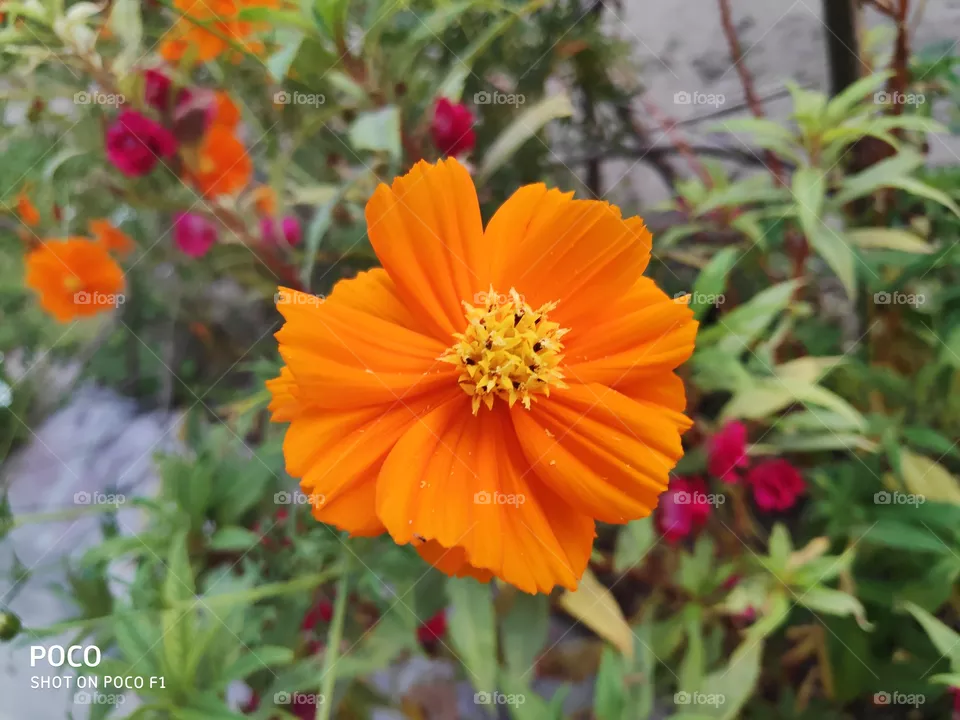 flowers