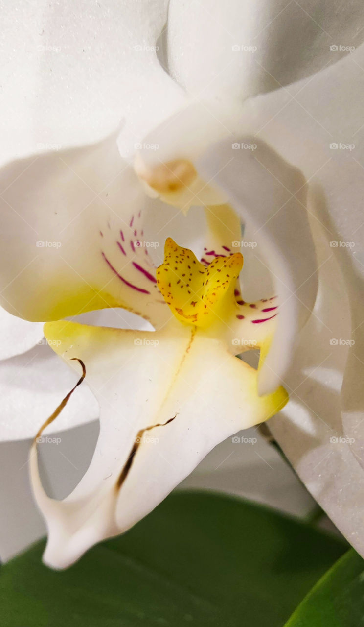 A close up of beautiful white orchid flower