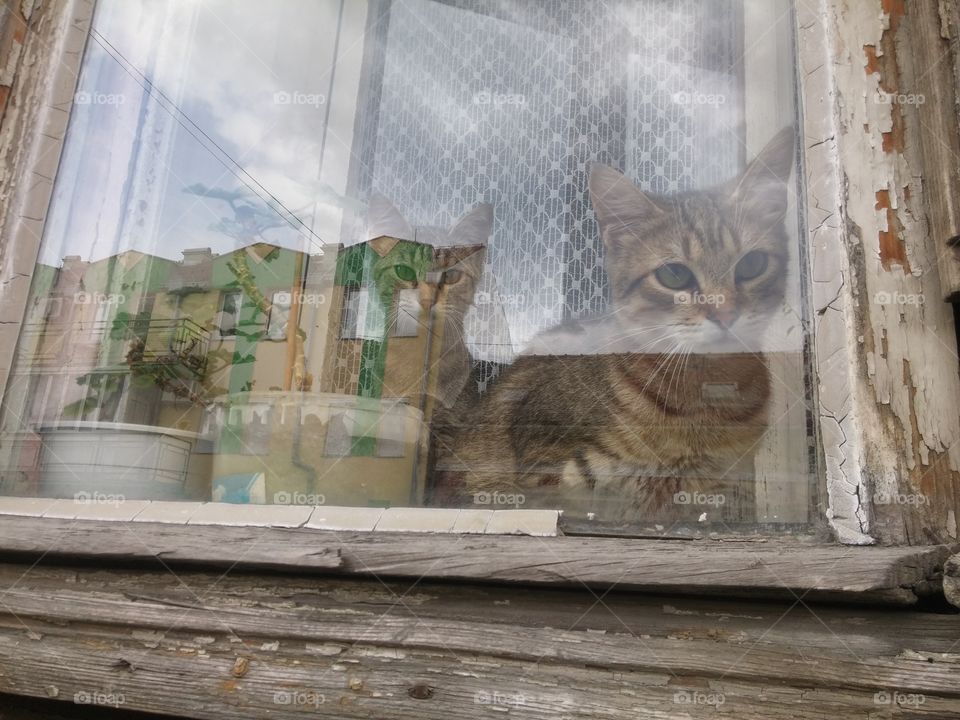Cat, Window, House, Animal, Wall