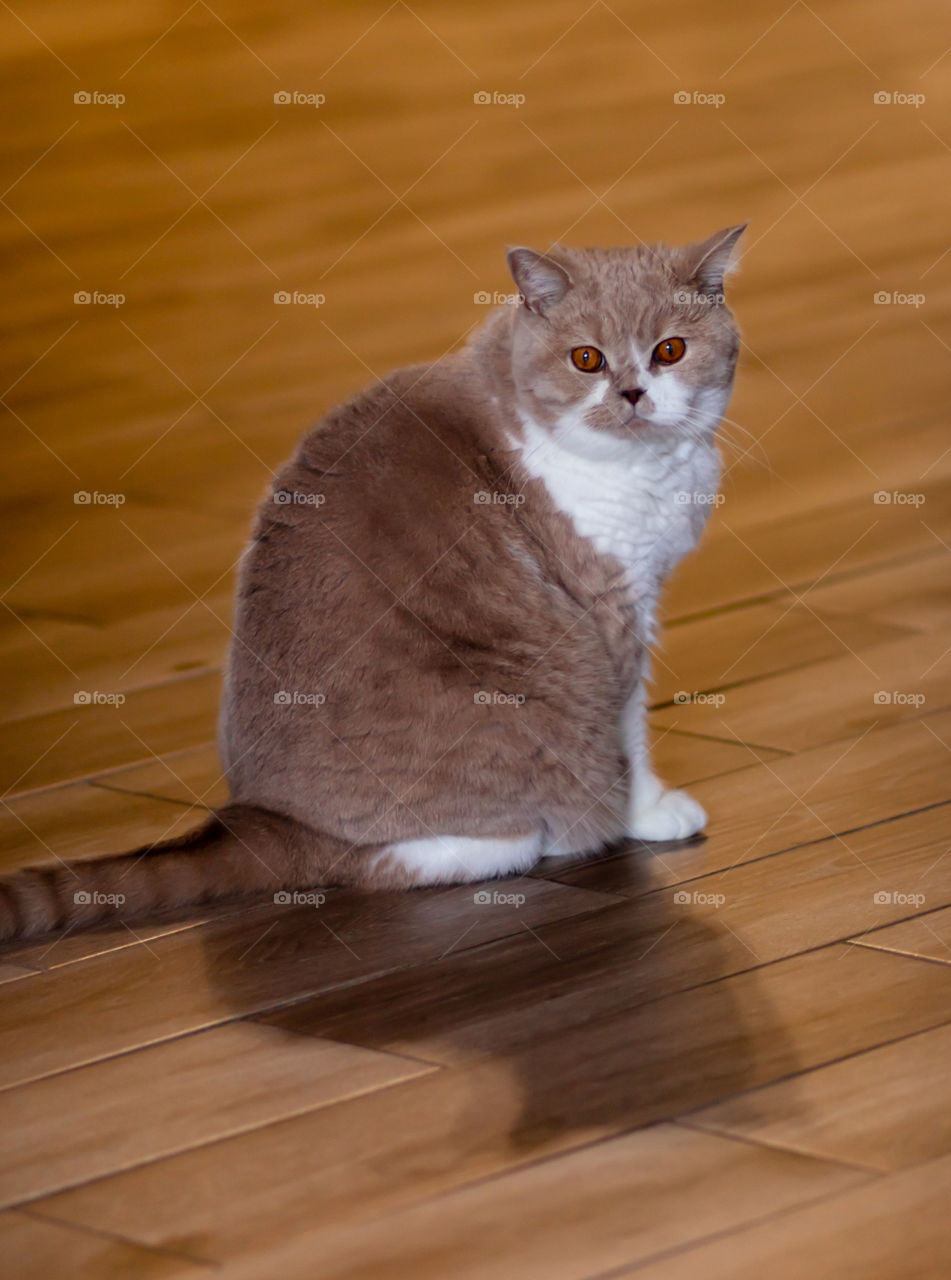 Portrait of cute kitty on wooden background.