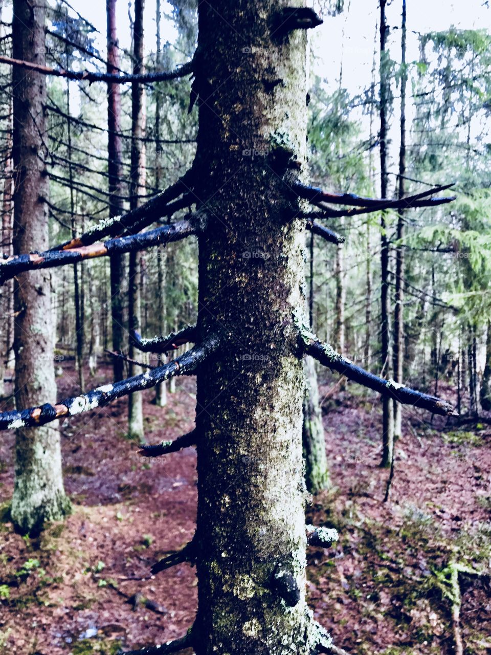 An old tree with no leafs in the forrest 