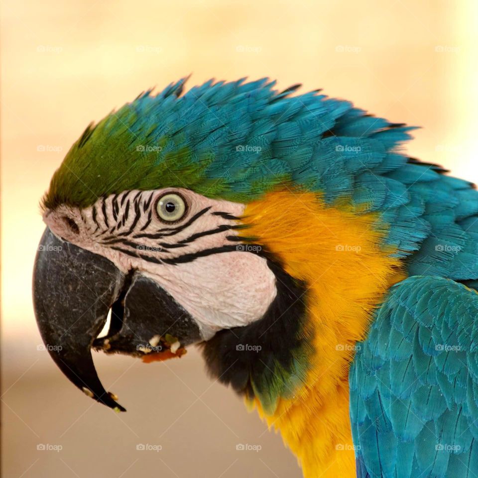 A blue and golden macaw blushing 