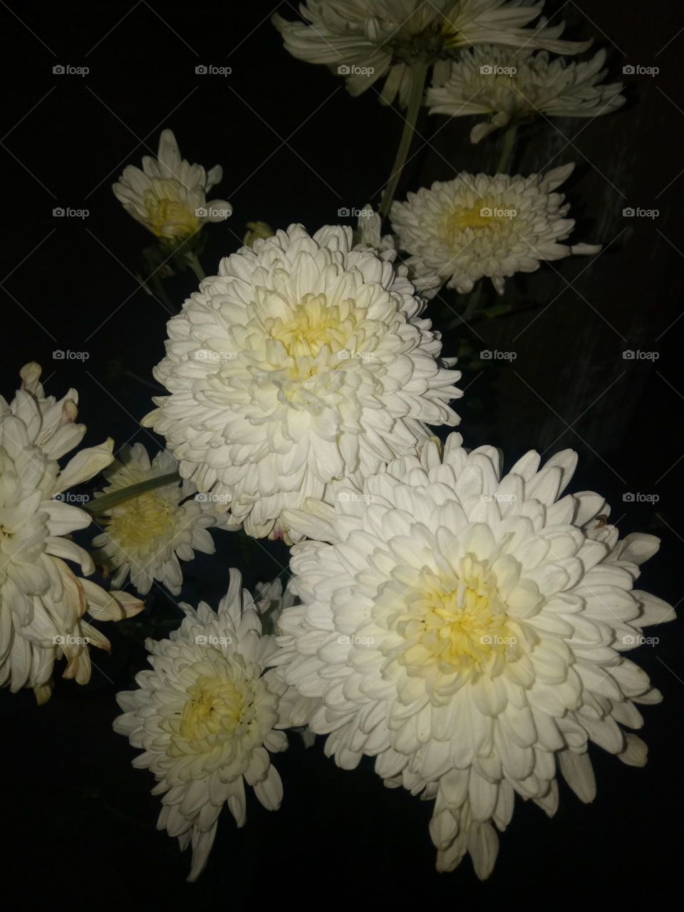 VERY BEAUTIFUL FLOWER