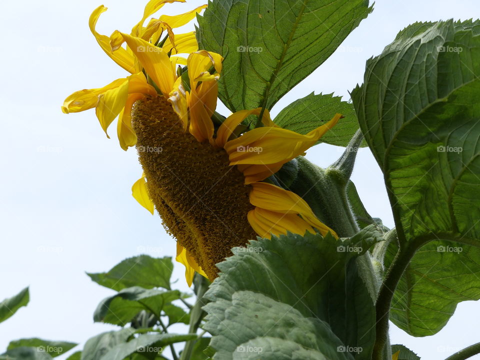 Sunflower bloom facing left