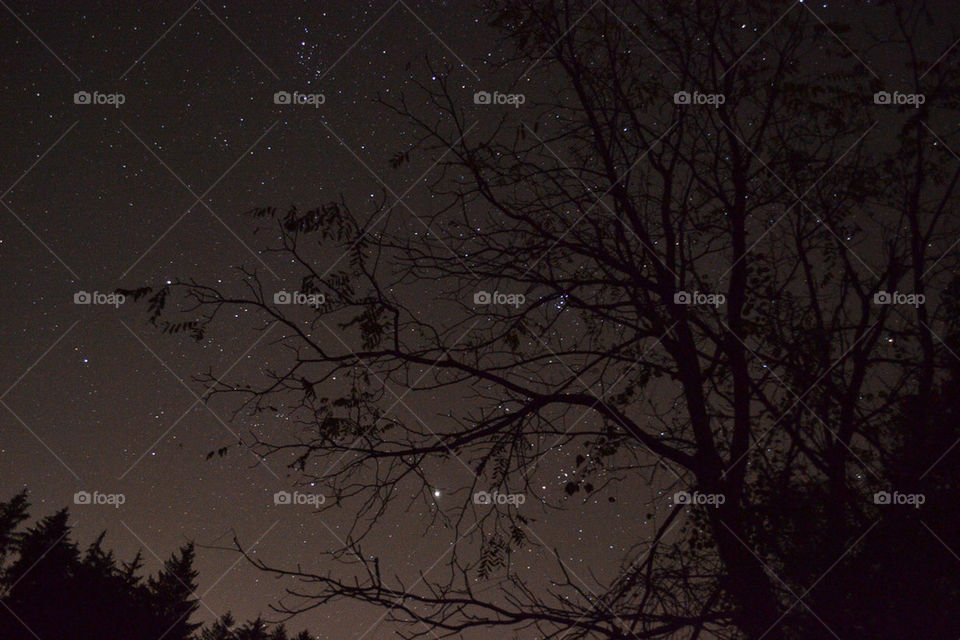 View of trees against star field