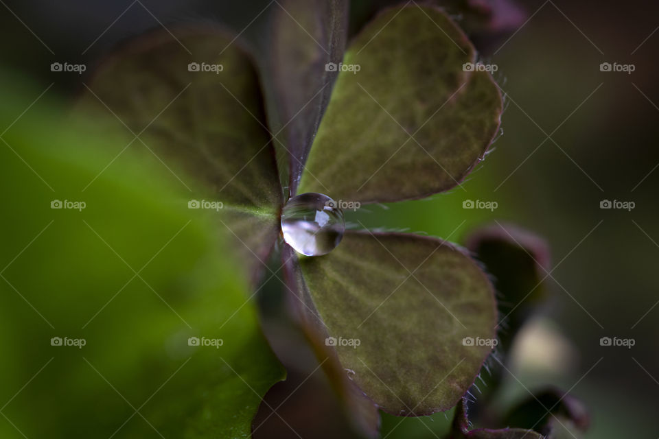 A portrait of a round drop of water in between the petals of a plant. the droplet sticks to the leafs.