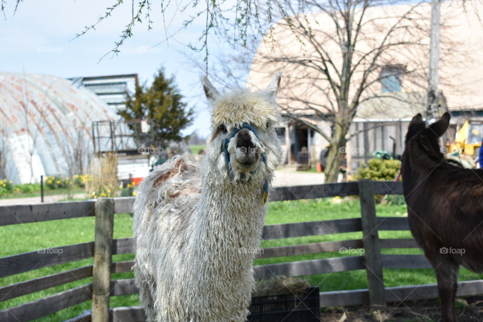 A shaggy alpaca in front of a fence on a farm looks curiously at the photographer. 