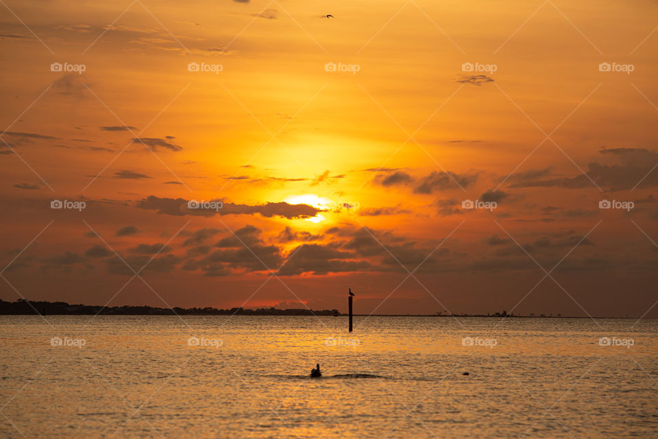 Pelican at sunset