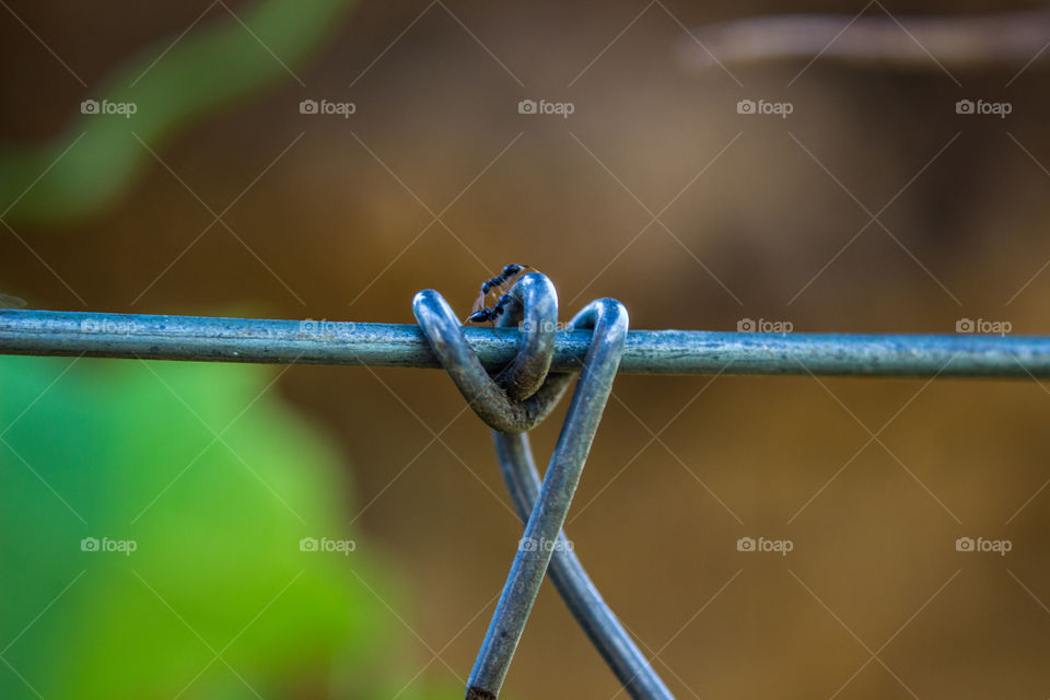 wire bent over with ant running over it