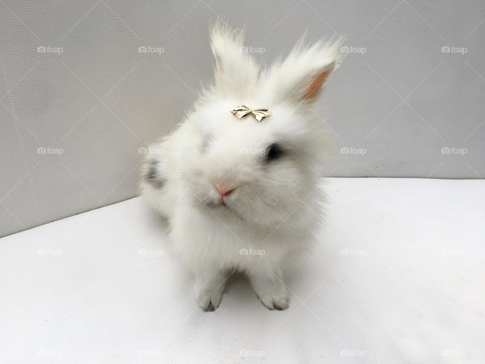 Beautiful white Rabbit