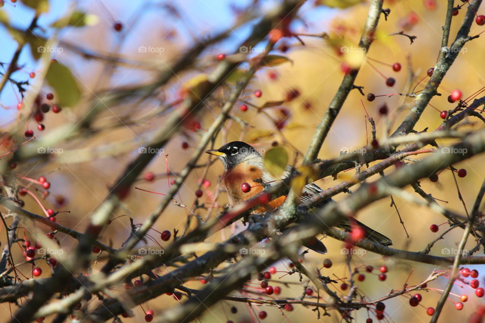 American Robin enjoying the berries on a beautiful Autumn day in Michigan