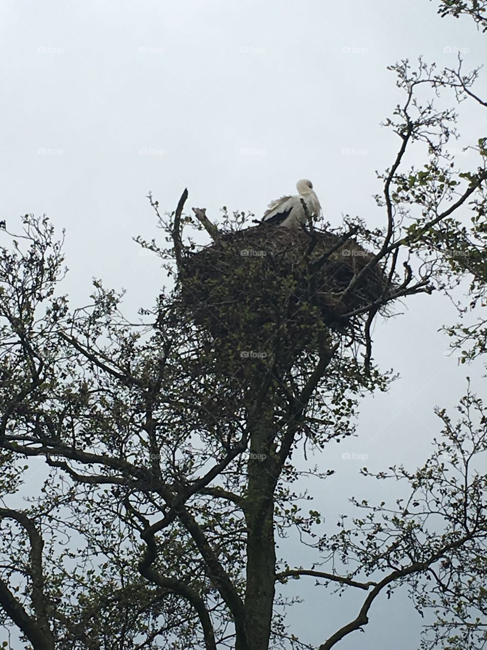 Stork nest 