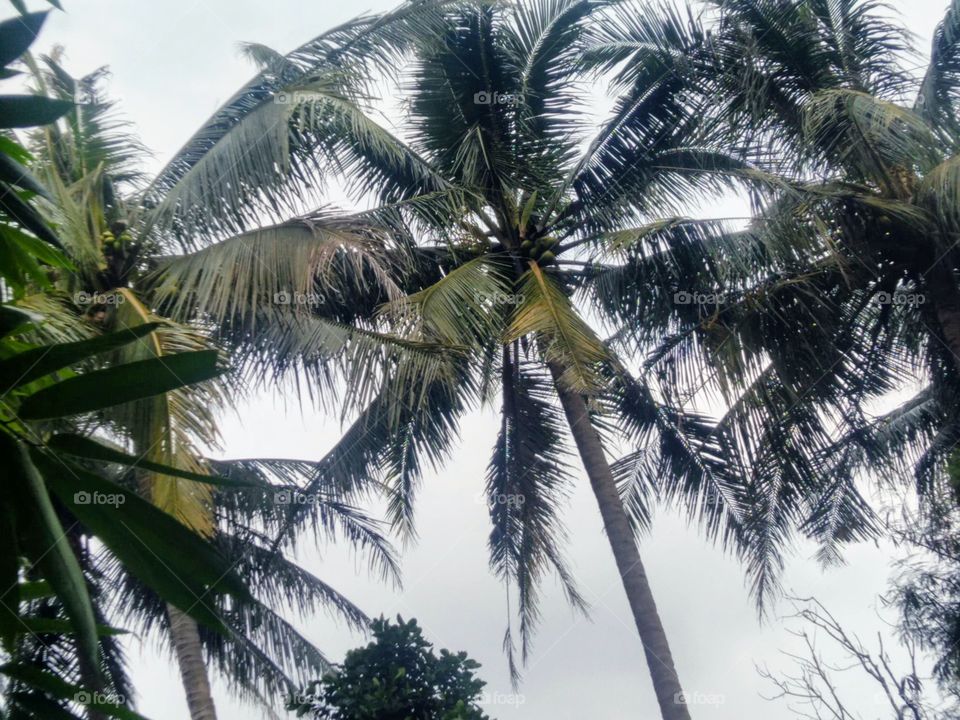 Coconut trees lined up