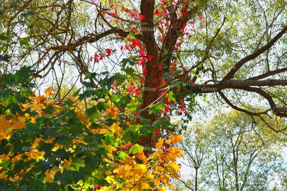 just colorful trees entwined with red Vine