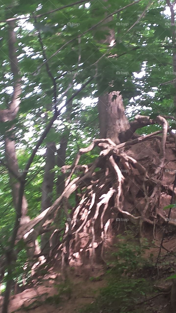 tree roots. tree growing strong with root exposure