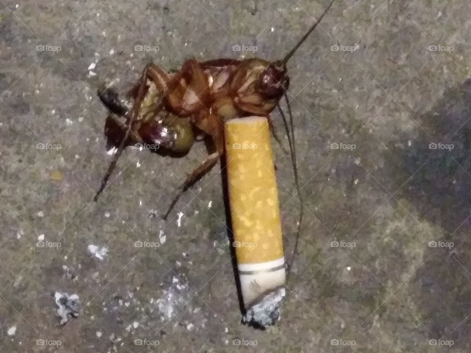 Smokin Cockroach