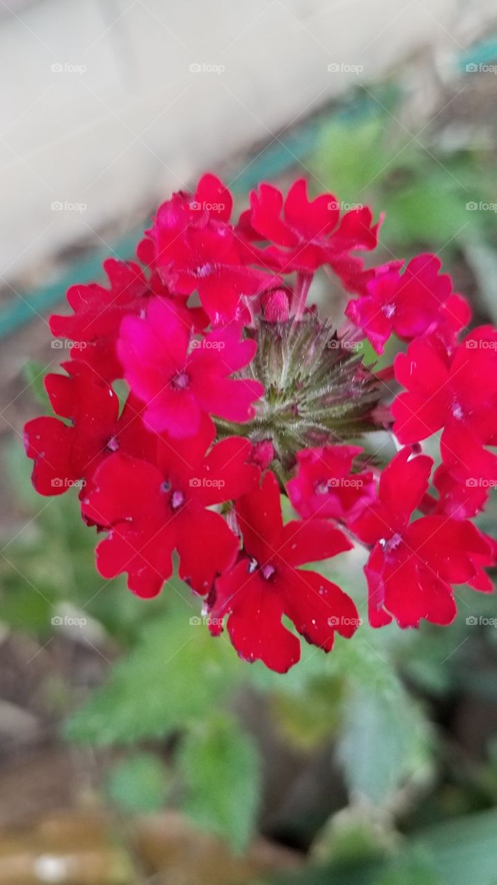 last flowers of the season