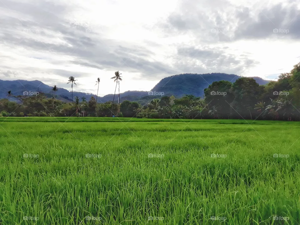 farm