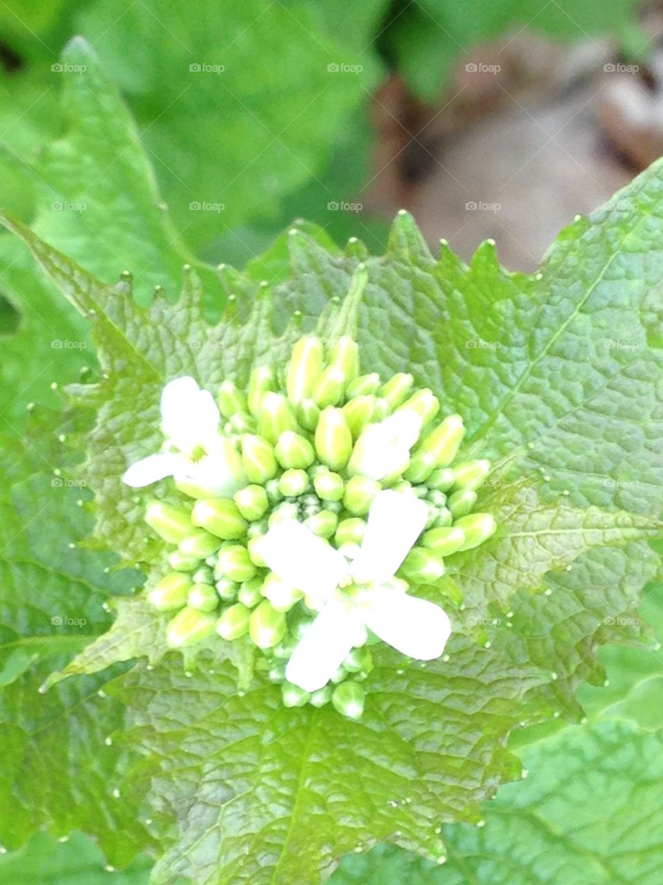 White tinny flower