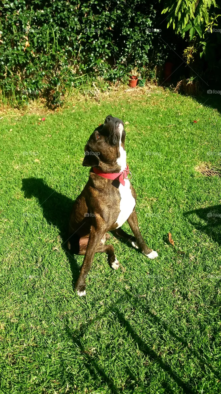 dog