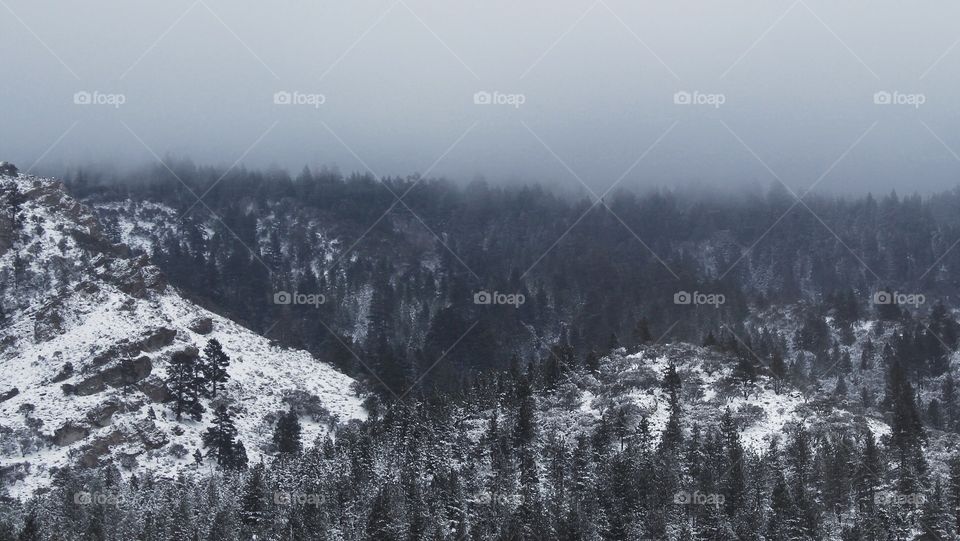 Snow covered mountain with trees