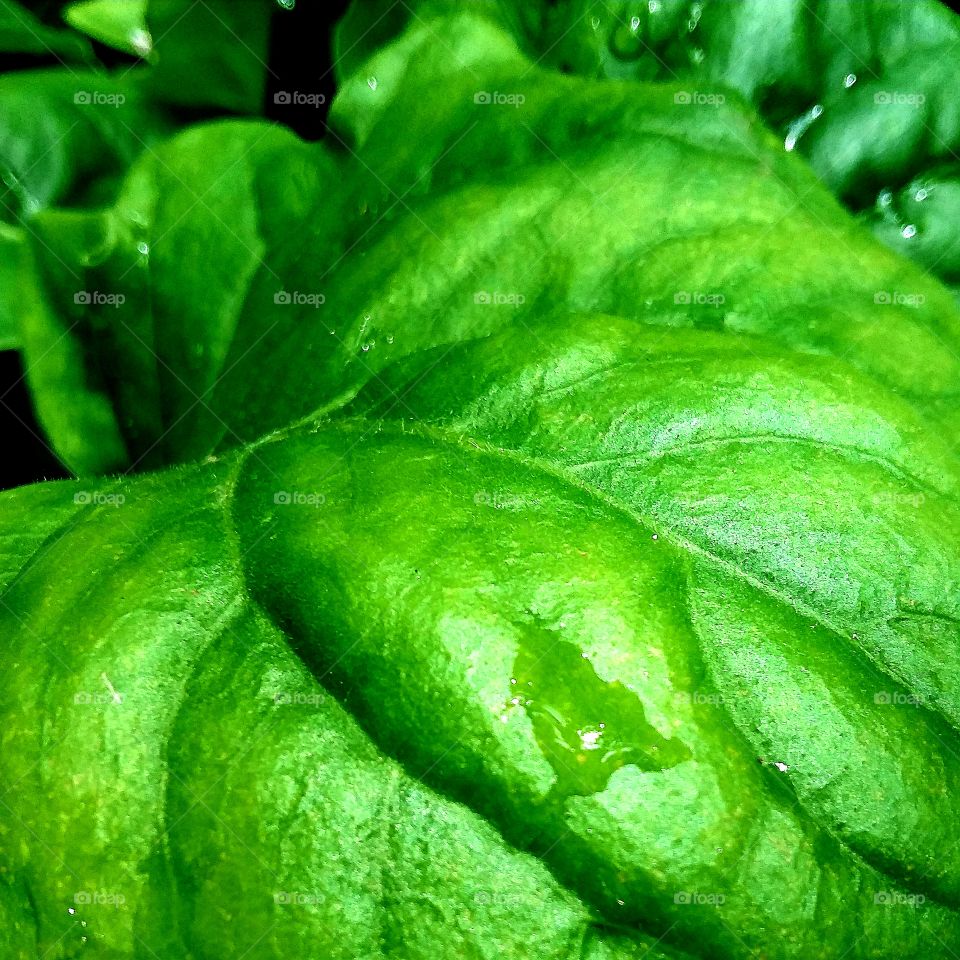 Hydrangea leaves in afternoon sun