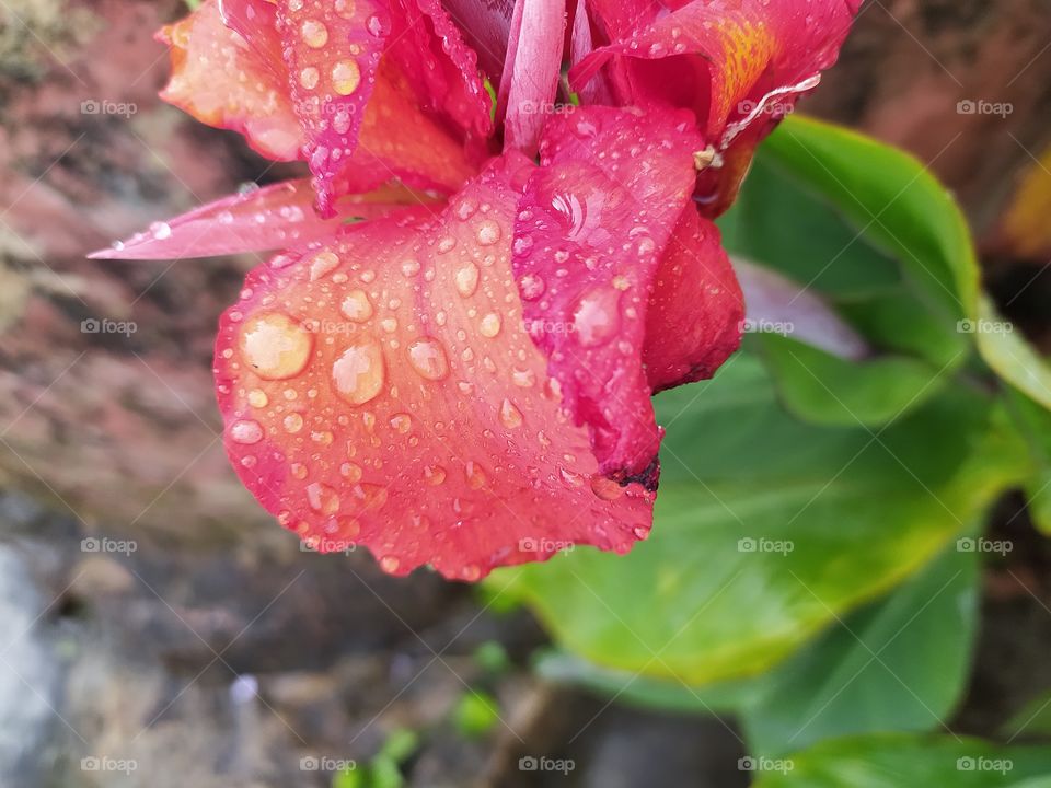 The Himalayan weather system is unique, you are enjoying a soothing and comforting sunshine and next moment it can start raing. Raindrops on the petals confirm this sudden change in weather conditions