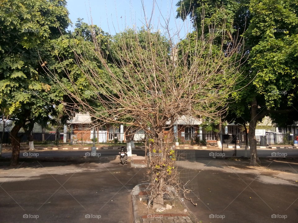 parking trees street greenery daylights