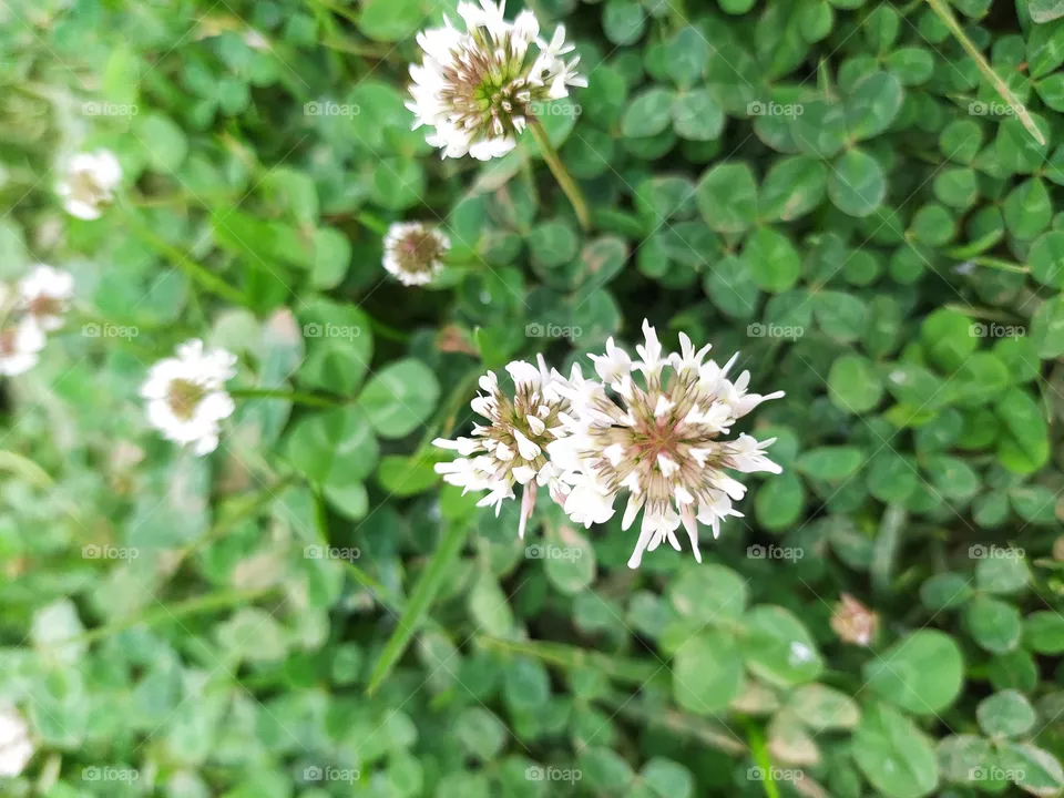 white flowers 😍 ✨🤍