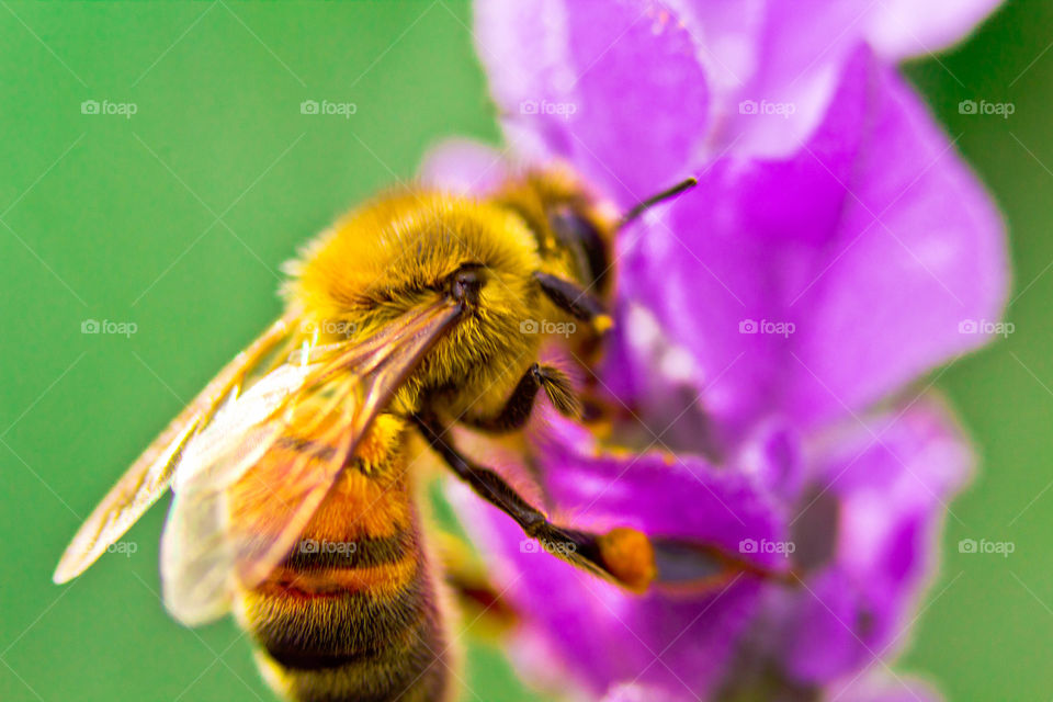 Bee collecting nector