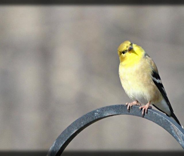 Yellow bird