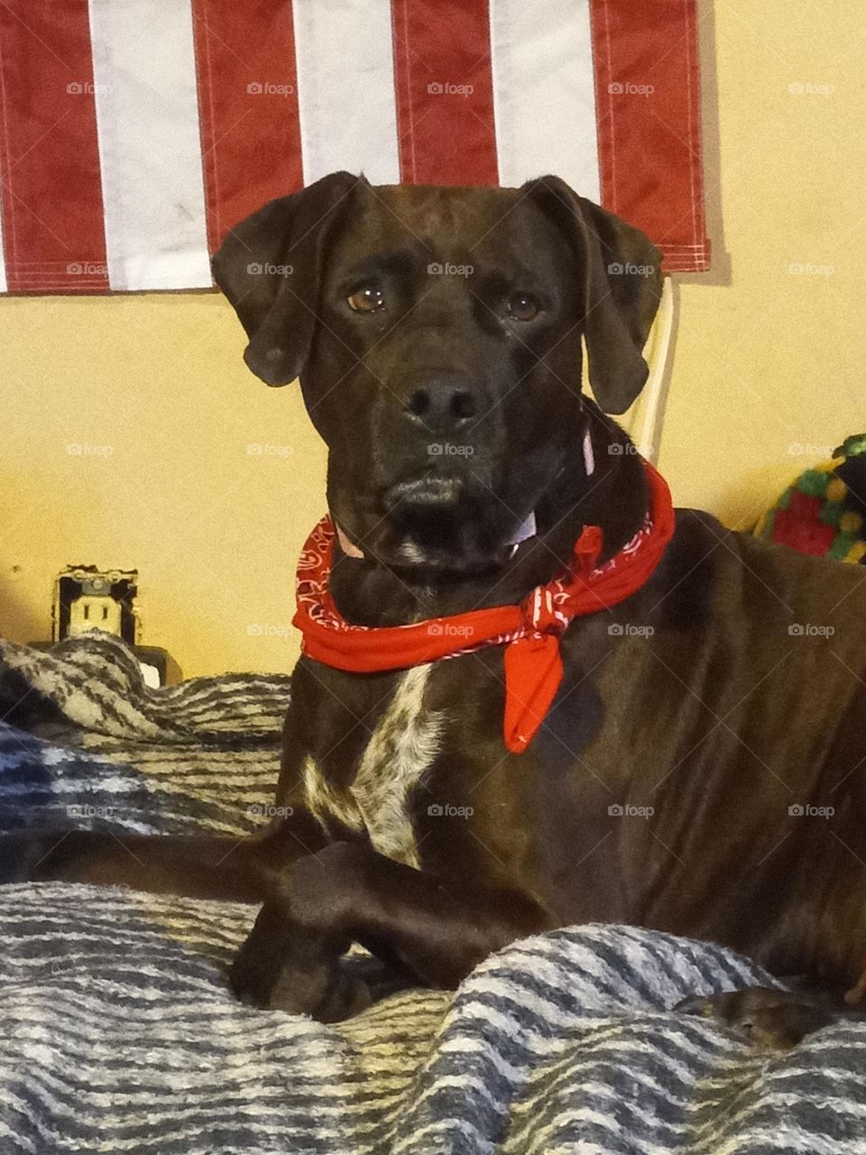 Annabelle 8YO pit lab