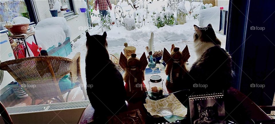 „Roukey“ and „Linda“, two cats from „Bavaria“, Germany, brother and sister are looking out through a large window onto the snow covered garden. This is their second experience with winter. 2023. Hypnotic Productions