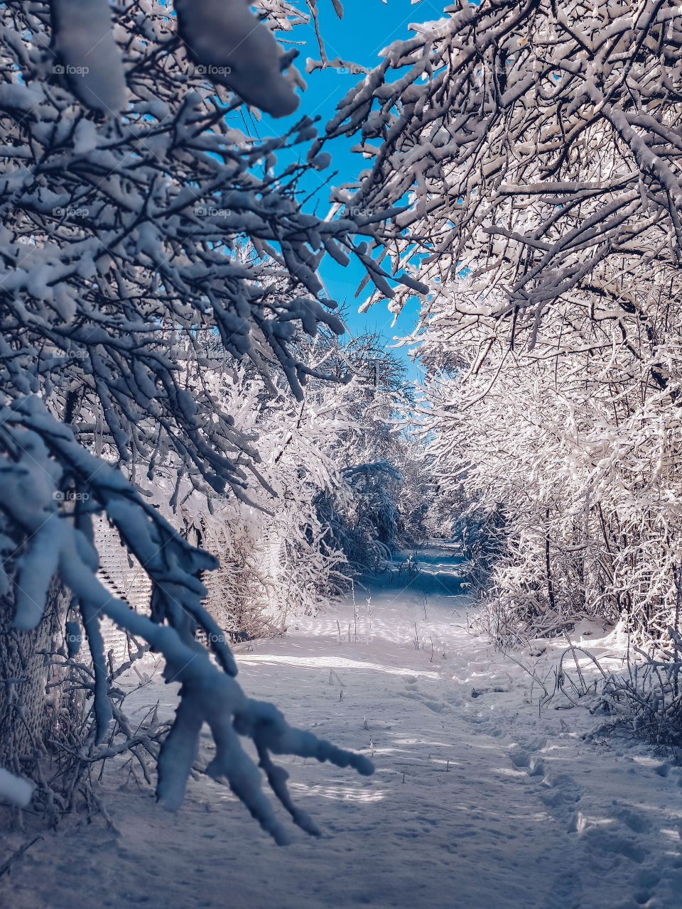 Russian winter forest