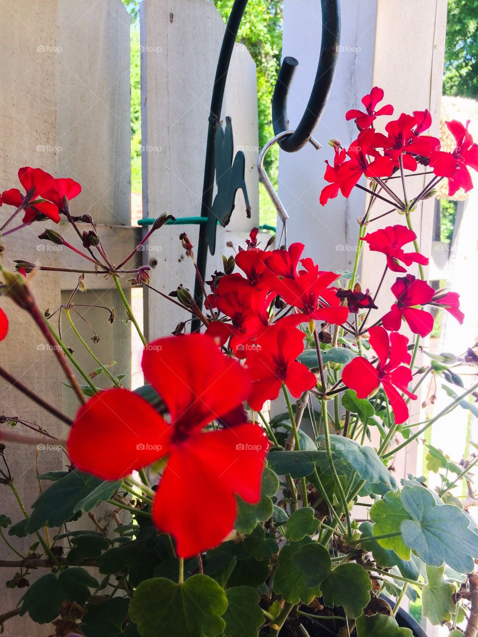 White fence red flowers 