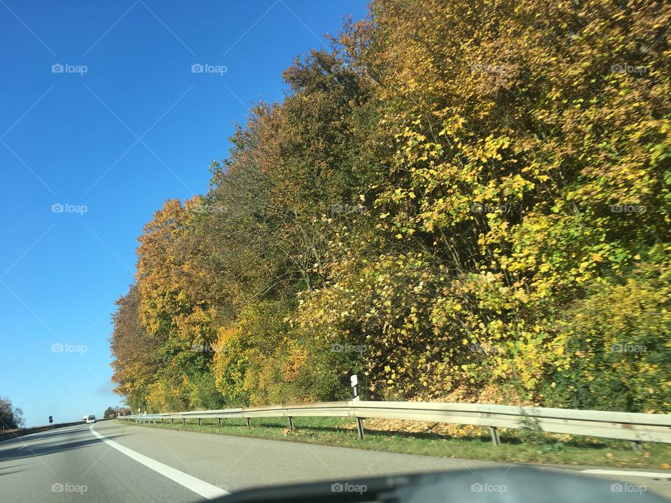 Autumn trees beside the highway