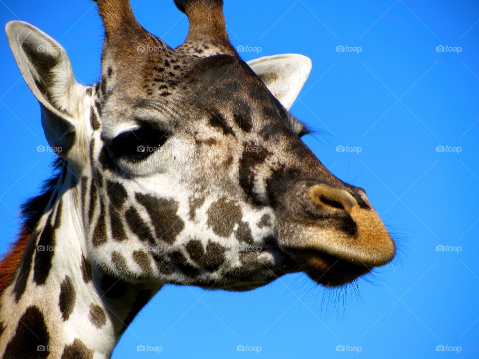 Giraffe up close @ Disney's Animal Kingdom