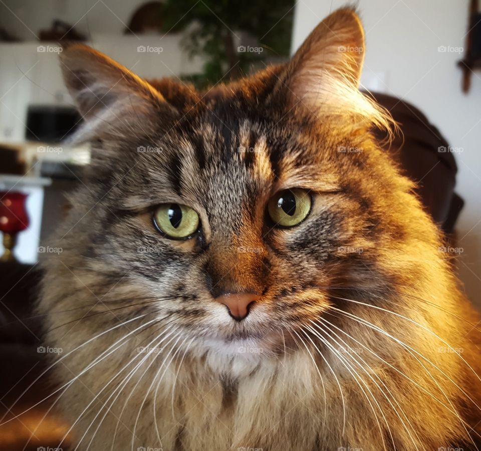 maine coon portrait