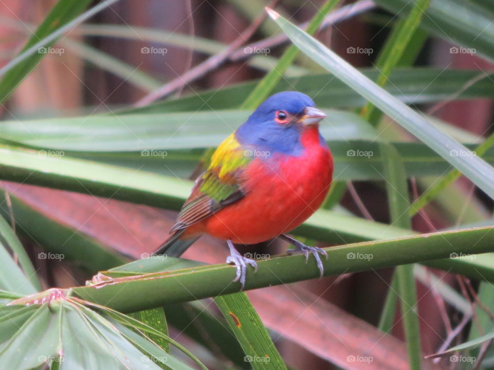 Painted Bunting at Felt's Preserve in Palmetto, Florida