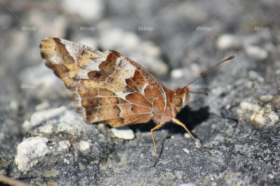 Butterfly on concrete 