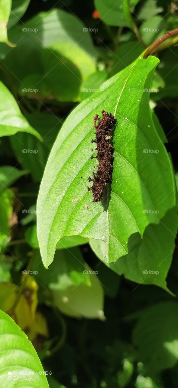 The master of camouflage is here! This is a Soldier Butterfly Caterpillar and it looks like dried leaves or even like poop to save itself from its predators. What an amazing creature to have as a pet! ☺️✨