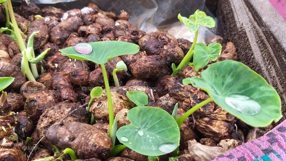 Rain Drops on the leaf